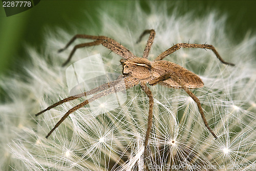 Image of loxosceles rufescens misumena