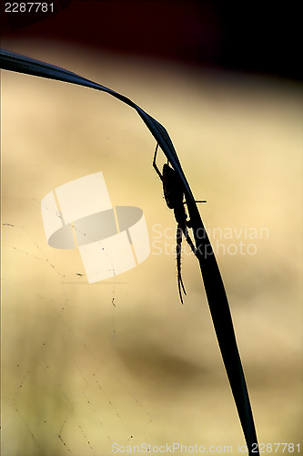 Image of abstract flower web pisauridae
