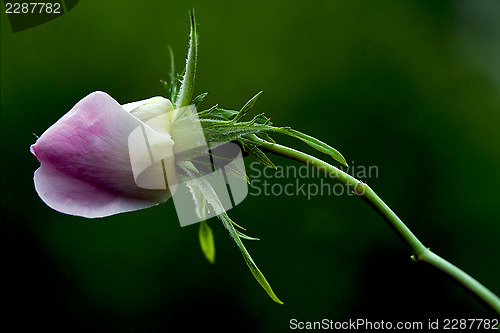 Image of close up of a  pink rosa canina 