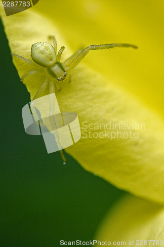 Image of flower agelenidae tegenaria 
