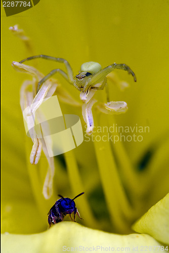 Image of flower pisaura sicariidae loxosceles