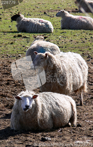 Image of sheep