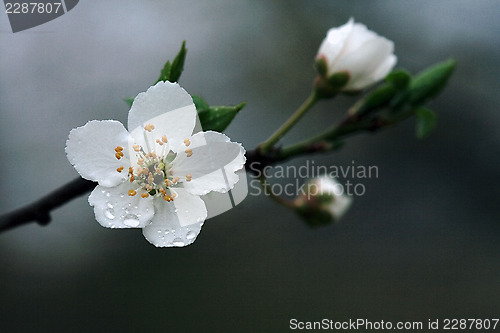 Image of   arvensis mespilus germanica  malus 