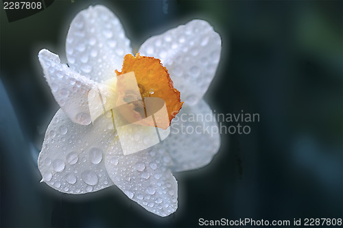 Image of  close up of a yellow white narcissus  