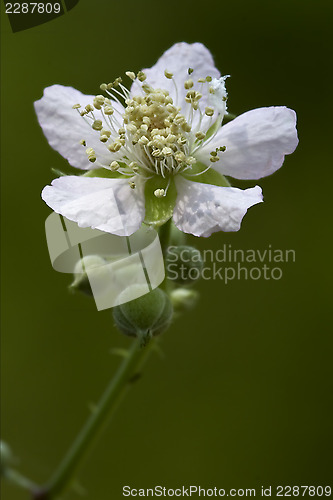 Image of germanica  malus sylvestris  