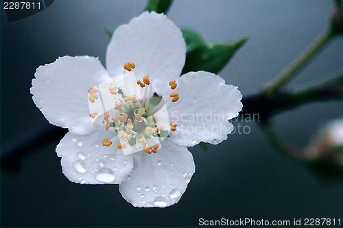 Image of  sempervirens ulmifolius arvensis mespilus