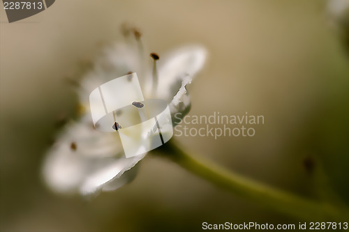 Image of arvensis mespilus germanica  malus sylvestris