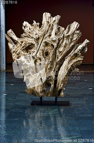 Image of  wood in the water mauritius