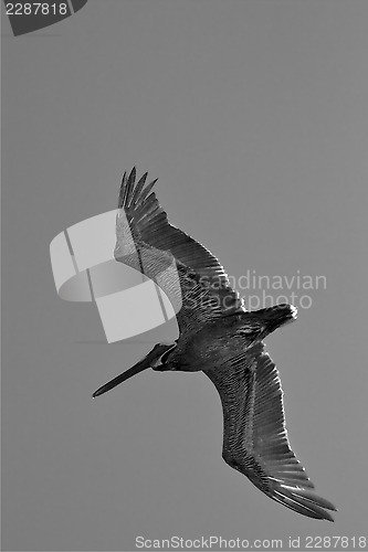 Image of black pelican  flying in  epublica dominicana 