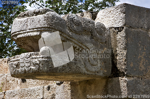 Image of mexico snake 