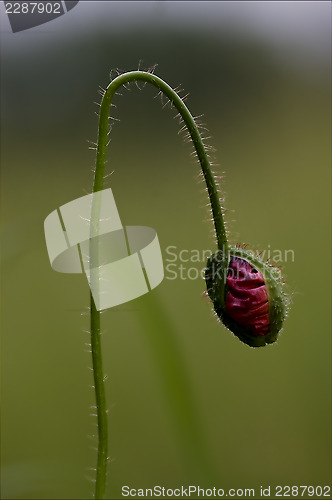 Image of flowering  close up of a red  pink rosa canina