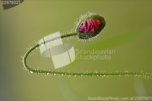 Image of flowering macro close up of a red  pink 