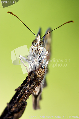 Image of  little brown butterfly resting  