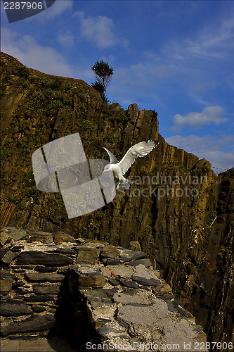 Image of the side of sea gull   