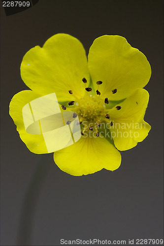 Image of macro close up of a yellow geum urbanum 