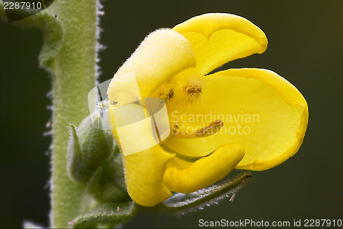 Image of  primula veris  primulacee  yellow flower oenothera 