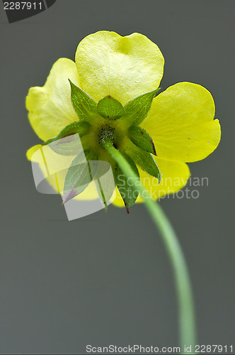 Image of rear macro close up of a yellow geum urbanum 