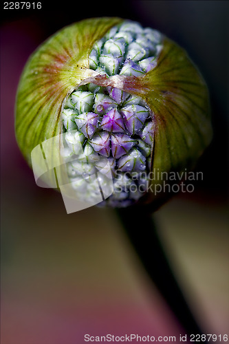 Image of blue violet allium ampeloprasum commutatum 