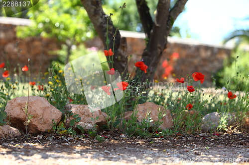 Image of Garden path with poppies