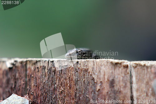 Image of abstract view of a lizard