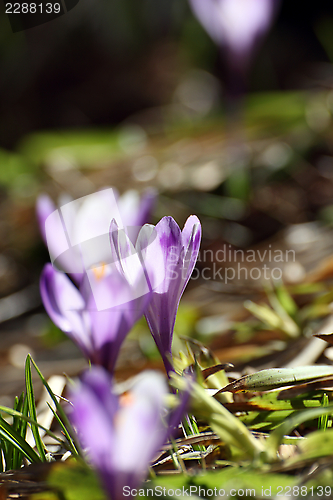 Image of backlit crocuses