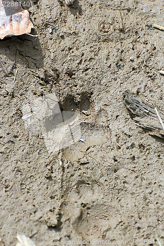 Image of badger footprint in the mud