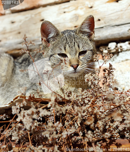 Image of cute lazy cat