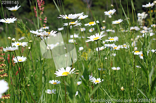 Image of field full of wild daisies