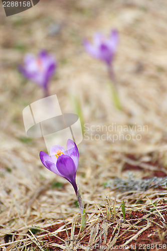 Image of first wild flowers of spring