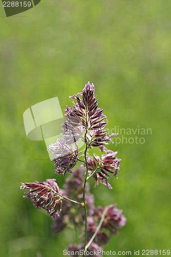 Image of grass inflorescence