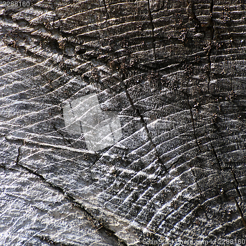 Image of grunge cut tree texture