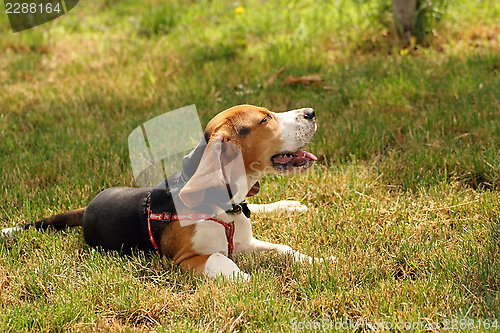 Image of lazy beagle standing in the grass