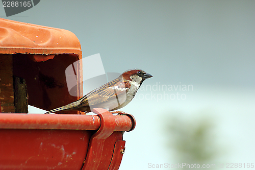 Image of male house sparrow on the roof