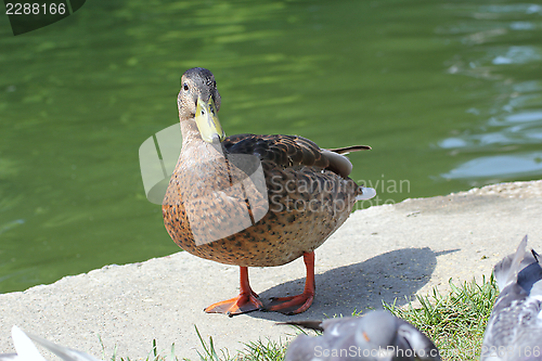 Image of mallard duck near the lake