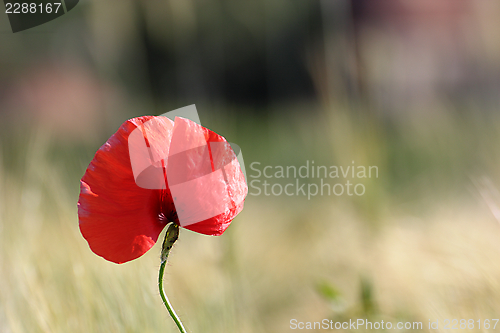 Image of poppy growind near corn field