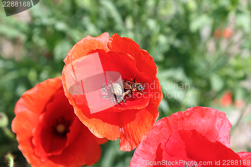 Image of poppy with bee