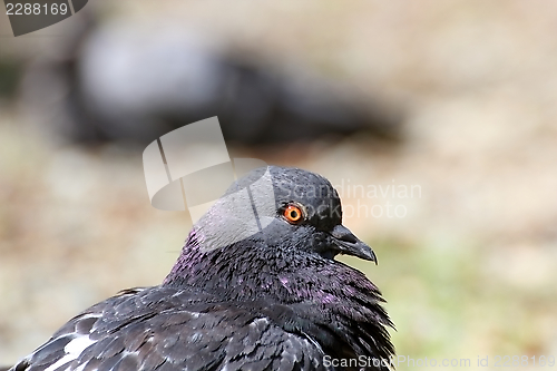 Image of portrait of a pigeon