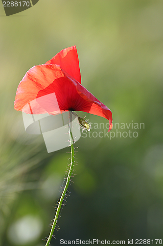 Image of red poppy blown by the wind