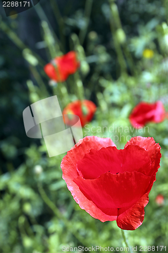 Image of red poppy flower