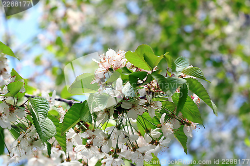 Image of spring tree flowers