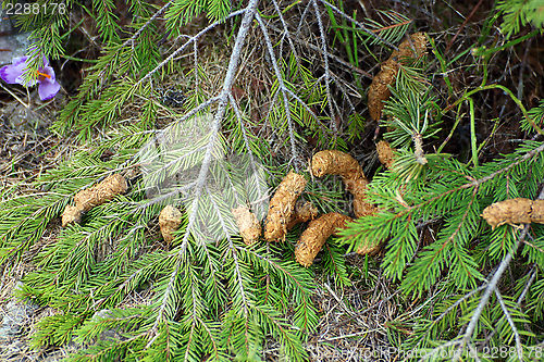 Image of tetrao urogallus excrements