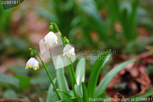 Image of white snowdrops