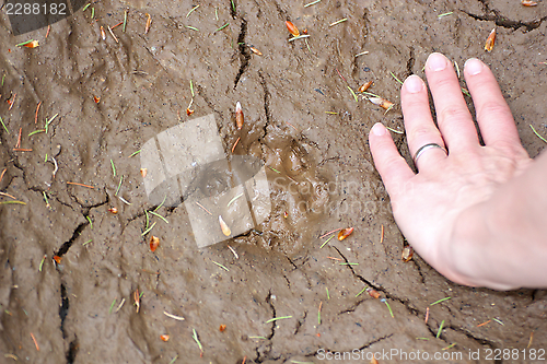 Image of wild cat footprint