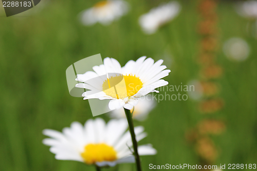 Image of wild daisy