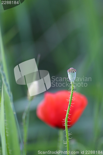 Image of wild poppy capsule