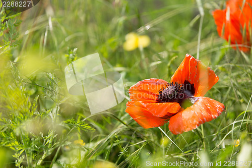 Image of Poppy flower