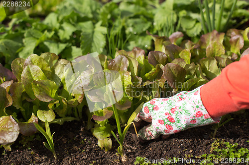 Image of Planting salad seedlings