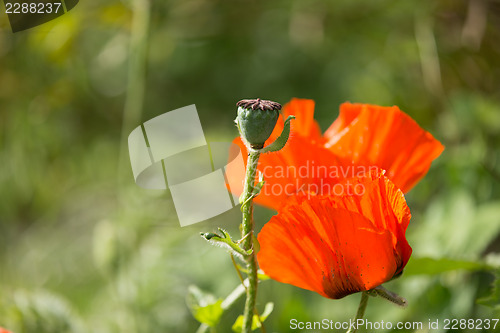 Image of Poppy flower