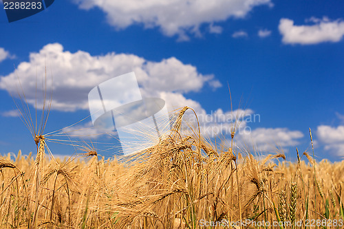 Image of Ripe wheat against a blue sky 