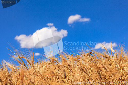 Image of ears of ripe wheat